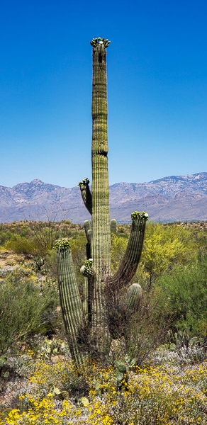 Saguaro National Park, Arizona